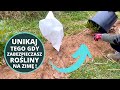Zabezpieczanie, ochranianie roślin przed mrozami. Jakich BŁĘDÓW unikać?
