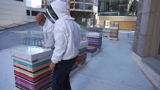 Designing Urban Beehives for the Sanctuary Seattle
