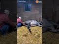 ولادة انثى الحصان 