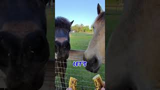 What Snacks Do Horses REALLY Like ?  🍌🥕 🍎 🐴  #horse #mustangs  #icelandic by Life With Dogs And Horses ! 1,478 views 2 weeks ago 1 minute, 40 seconds