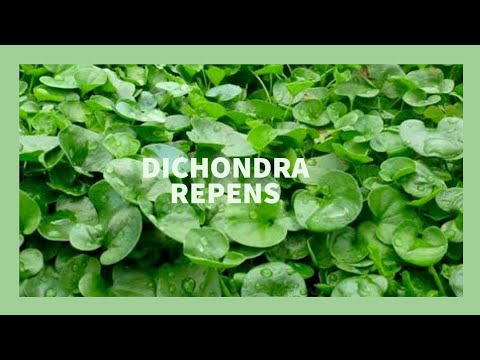 Vídeo: Dichondra é uma erva daninha?