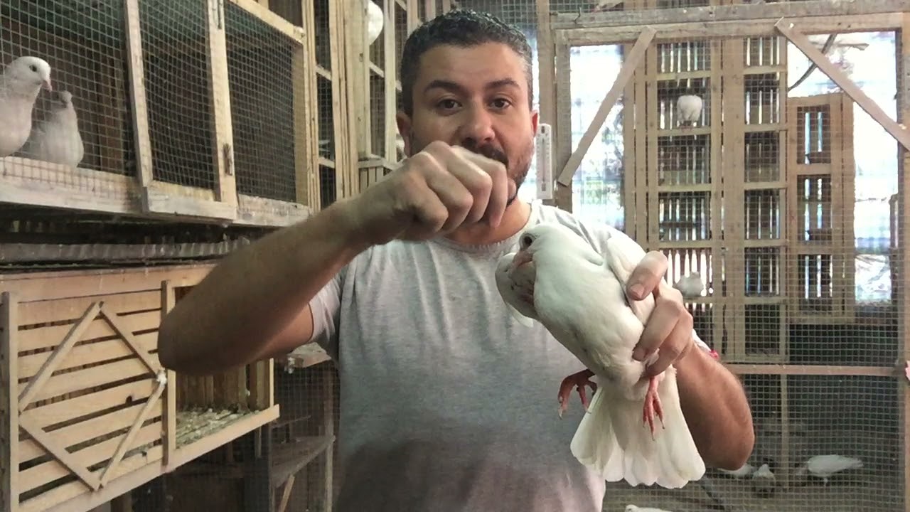 |  علاج النهجان فى الحمام الأسباب والعلاج