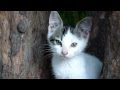 Small kitten playing