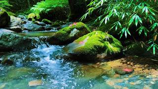 No Ads. Easy Sleep & Stress Relief with Soothing Rain and Bird Singing on a Deep Forest - Relax