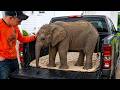 The man brought home a baby elephant, and then something unbelievable happened.