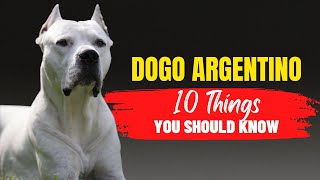 Adopting a Dogo Argentino? Here are 10 Things You Need to Know