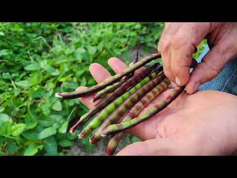 וִידֵאוֹ: Purple Hull Pea Maintenance: Tips on Growing Purple Hull Peas