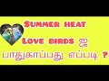 Summer Care for Lovebirds: Uncover the 100% Solution in Just 5 Tamil Tips!