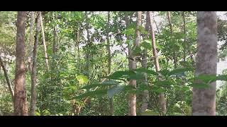 pikat burcil di belakang rumah area kebun karet di serbu satu rt