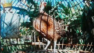 SUARA AYAM HUTAN HIJAU BETINA TERBARU.. #ayamhutan #ayamhutanhijau #ayamhutanbetina #suaraayamhutan
