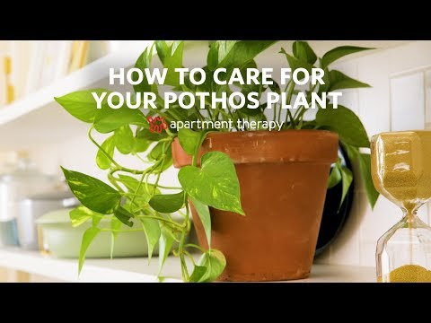 How To Care for Your Pothos | Apartment Therapy