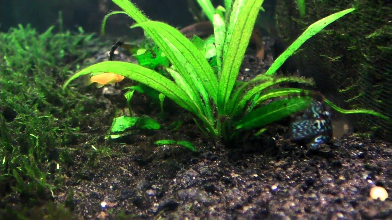 Electric blue jack dempsey, turquoise severum babies EBJD YouTube