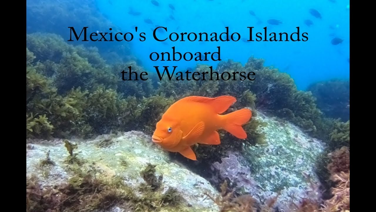 Mexico's Coronado Islands on board the Humbolt
