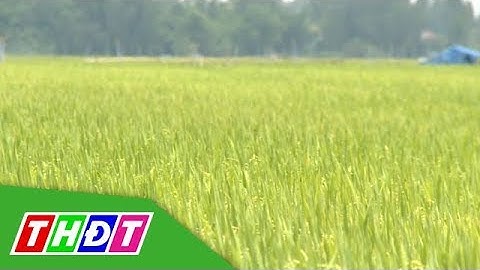 Ứng dụng khoa học công nghệ vào sản xuất xanh và môi trường | Khoa học & Công nghệ | THDT