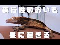昼から元気だ おいもさん 昼から元気だ おいもさん