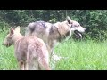 Wolf mating in wild