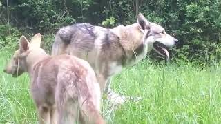 Wolf mating in wild