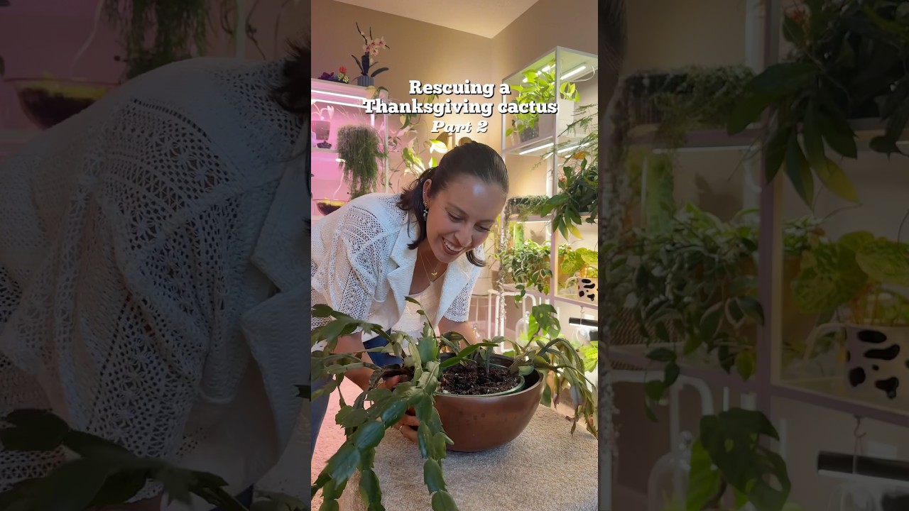 This 20 year old holiday cactus was in need of help  