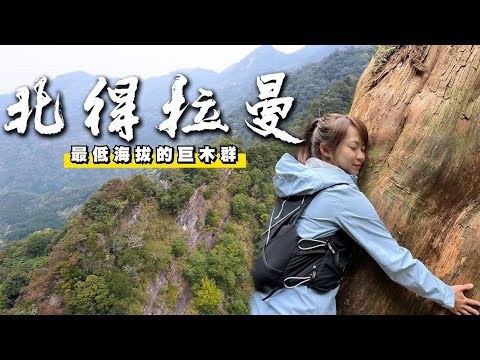 【登山】海拔最低的檜木群又原始巨木步道在北得拉曼｜一輪的運動日常 #新竹 #山