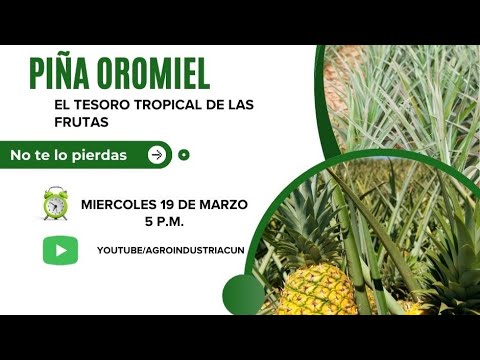 PIÑA OROMIEL, EL TESORO TROPICAL DE LAS FRUTAS - YouTube