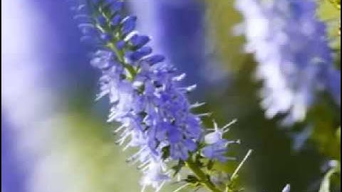 ما تيسر من سورة الكهف للقارئ المغربي عمر القزابري