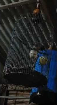 Tepus lurik jumbo belajar bunyi