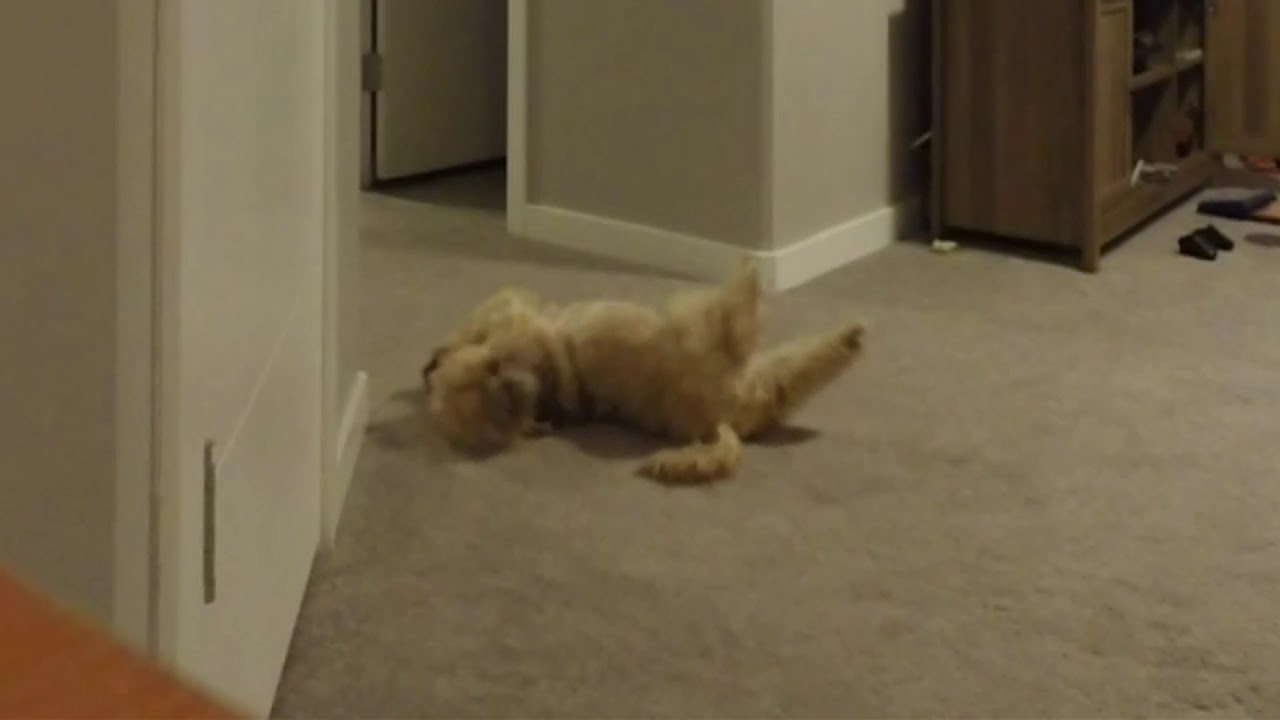 Dog rubbing her back on the carpet YouTube