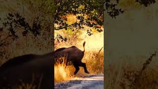 BoarHunting #WildBoar Hunting #ForestHunt #MountainHunting #HuntingLife #OutdoorAdventure #Dangerous