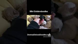 Mini Goldendoodles Available in Central Florida, CKC registered health guarantee and much more.