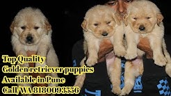 Samoyed Puppy For Sale In Pune Low Price Samoyed Puppy Fluffy