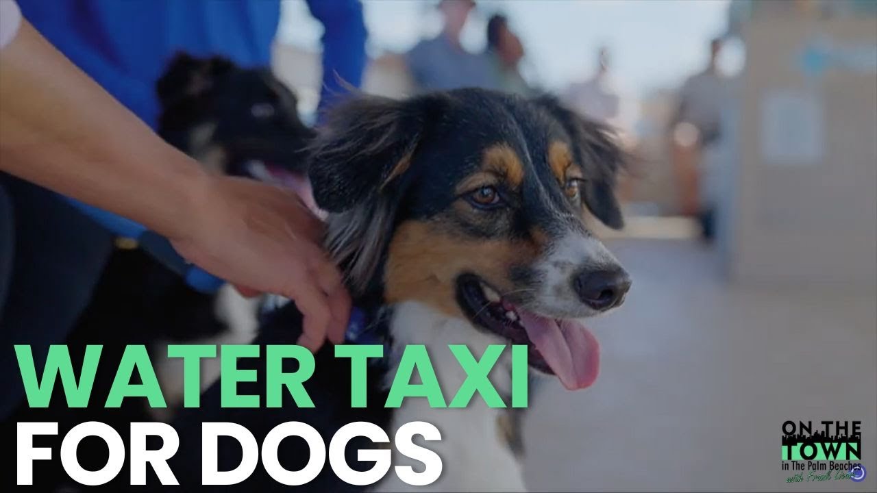 Cruise with Dogs On This Pet-Friendly Water Taxi | On The Town in the Palm Beaches