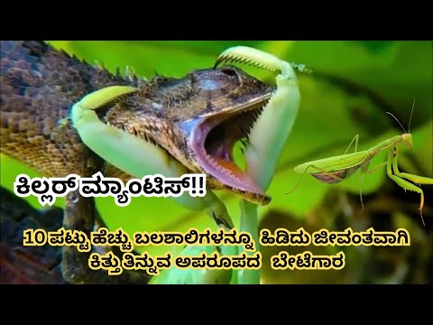 Praying Mantis attacks | Deadliest Insect Ever | This Is Why Snakes Are Afraid of Mantises