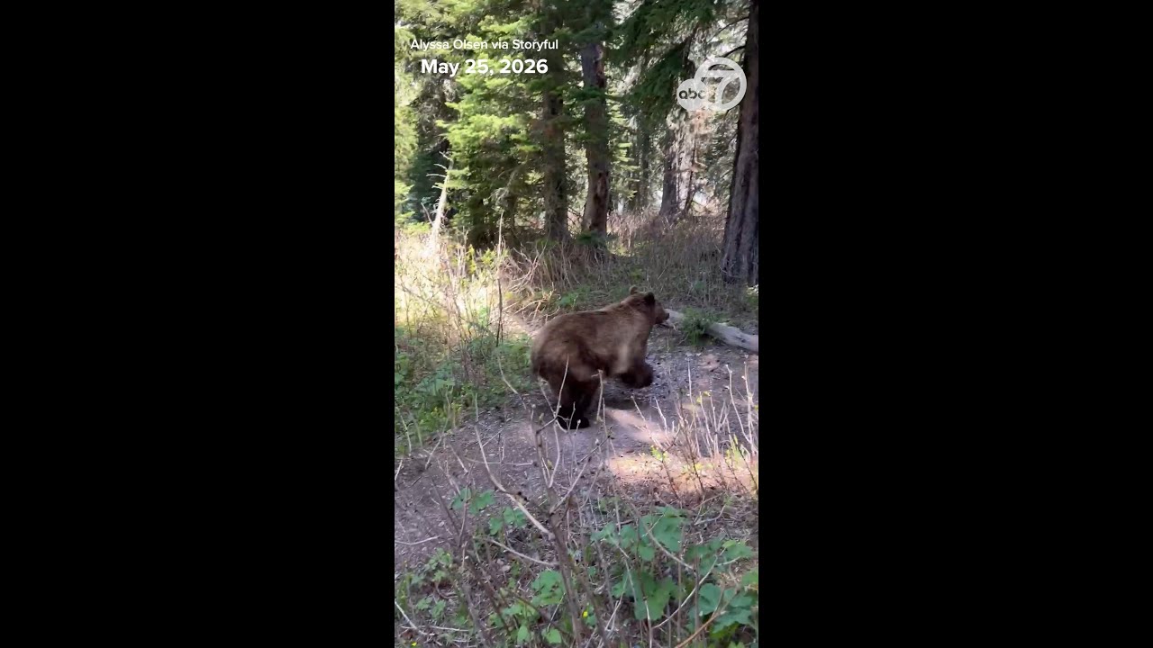 Grizzly bears charge down trail past hikers in Glacier National Park