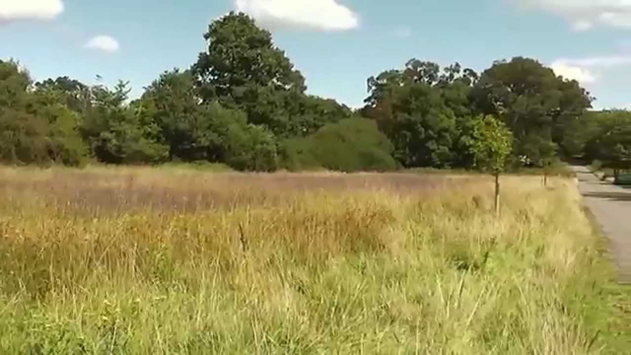 Devil's-bit Scabious Meadow, Holwell, Dorset 23/8/14 - YouTube