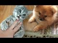 Котенок Макс VS щенок Алиса. РЕАКЦИЯ СОБАКИ НА КОТА