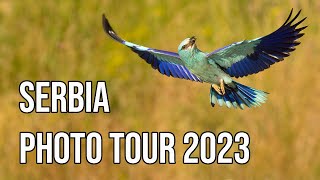 Serbian Bird Photography Tour June 2023 - Photos &amp; Footage from the Hides