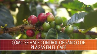 Como se hace control organico de plagas en el Cafe  TvAgro por Juan Gonzalo Angel Restrepo