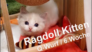 Ragdoll Kitten | unser Q-Wurf in der sechsten Woche | Aramintapaws Ragdolls by Aramintapaws Ragdolls 301 views 1 year ago 1 minute, 21 seconds