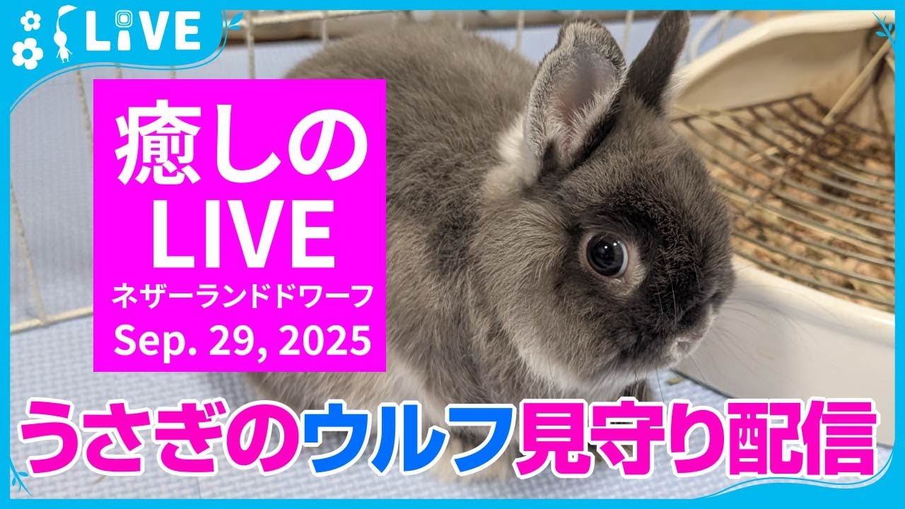 絶版 ホード ワープウルフ、アーガス、ウォルドウォーデン 絶版 ホード ワープウルフ、アーガス、ウォルドウォーデン