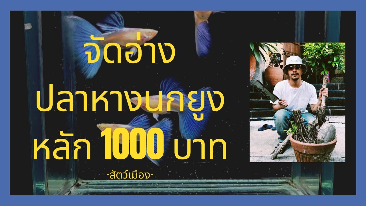 จัดอ่างปลาหางนกยูงราคารวมกว่า 1000บาท | สัตว์เมืองVLOG ep. 1