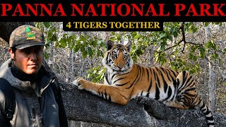 4 TIGER SIGHTINGS In Tiger Safari Adventure In Panna Tiger Reserve | Panna National Park |