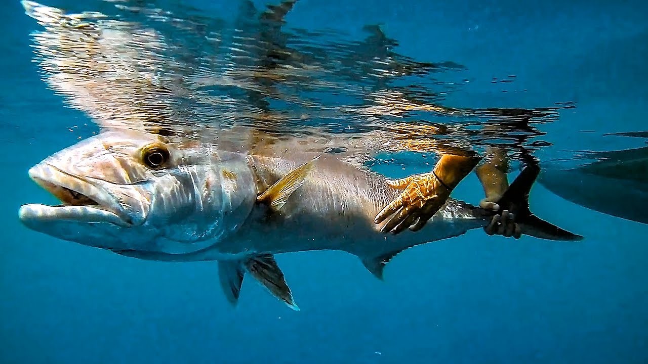 Sugarloaf Key Deep Flats (amberjack) YouTube