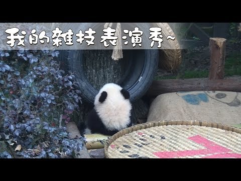 《熊貓早晚安》歡迎來到我的雜技表演秀~ | iPanda熊貓頻道