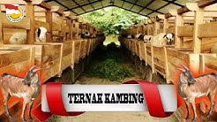 Ternak Kambing Modal 5 Juta - Durasi: 10.13. 