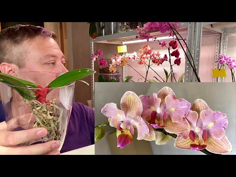 Видео: Как да изберем орхидея? Какво трябва да знаете, когато купувате саксийна орхидея в магазин? Най -непретенциозният вид