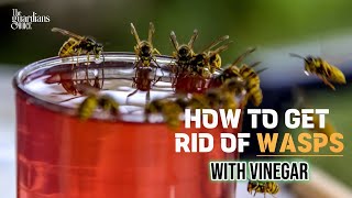 How to Get Rid of Wasps Naturally with Vinegar 🐝 (2 Easy DIY Methods!)