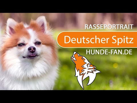 ► Deutscher Spitz [2019] Rasse, Aussehen &amp; Charakter