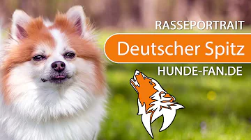 Ist der Spitz ein Anfängerhund?