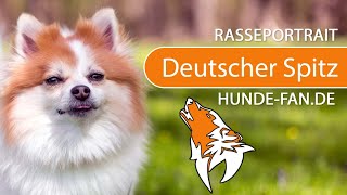 ► Deutscher Spitz [2019] Rasse, Aussehen & Charakter