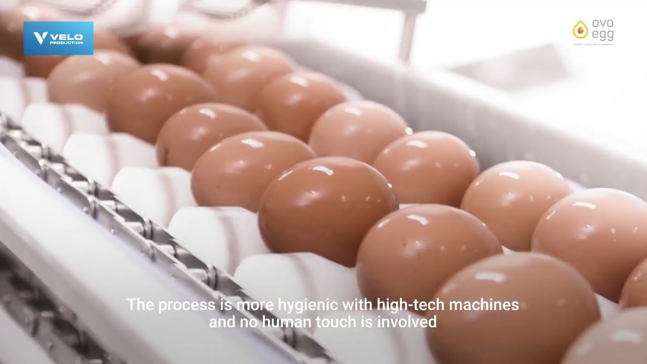 Ovo Egg Creative 3D Animation Video by VELO